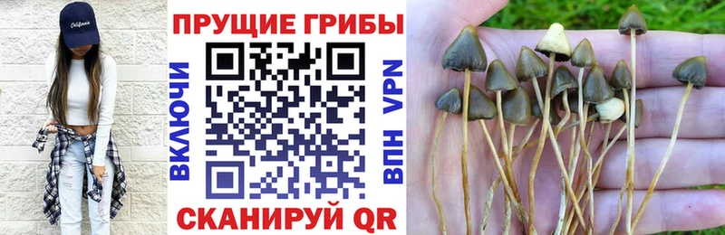 Псилоцибиновые грибы мицелий  Чкаловск 
